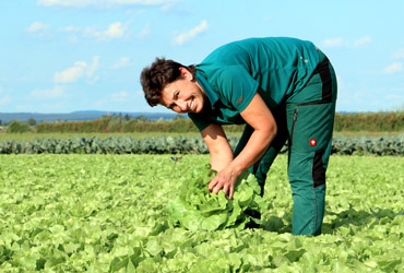 Gemüse Salatfeld