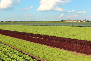 Salatfeld