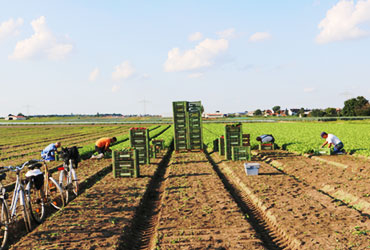 Am Feld