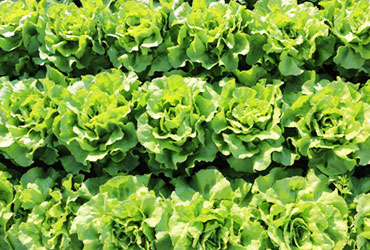 Kopfsalat