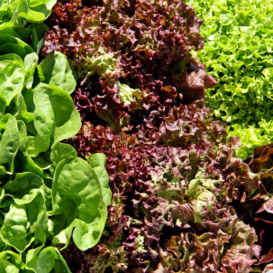 Bunte Salate