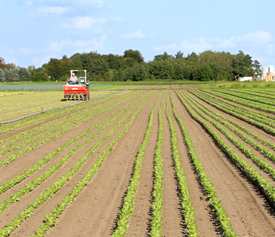 Behringer Knoblauchsland